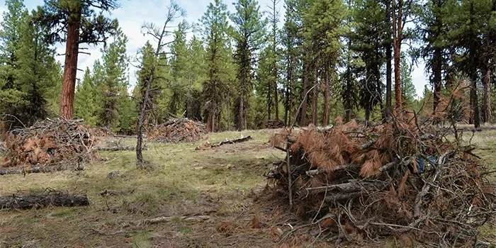 Photo of unmerchantable timber in a California forest
