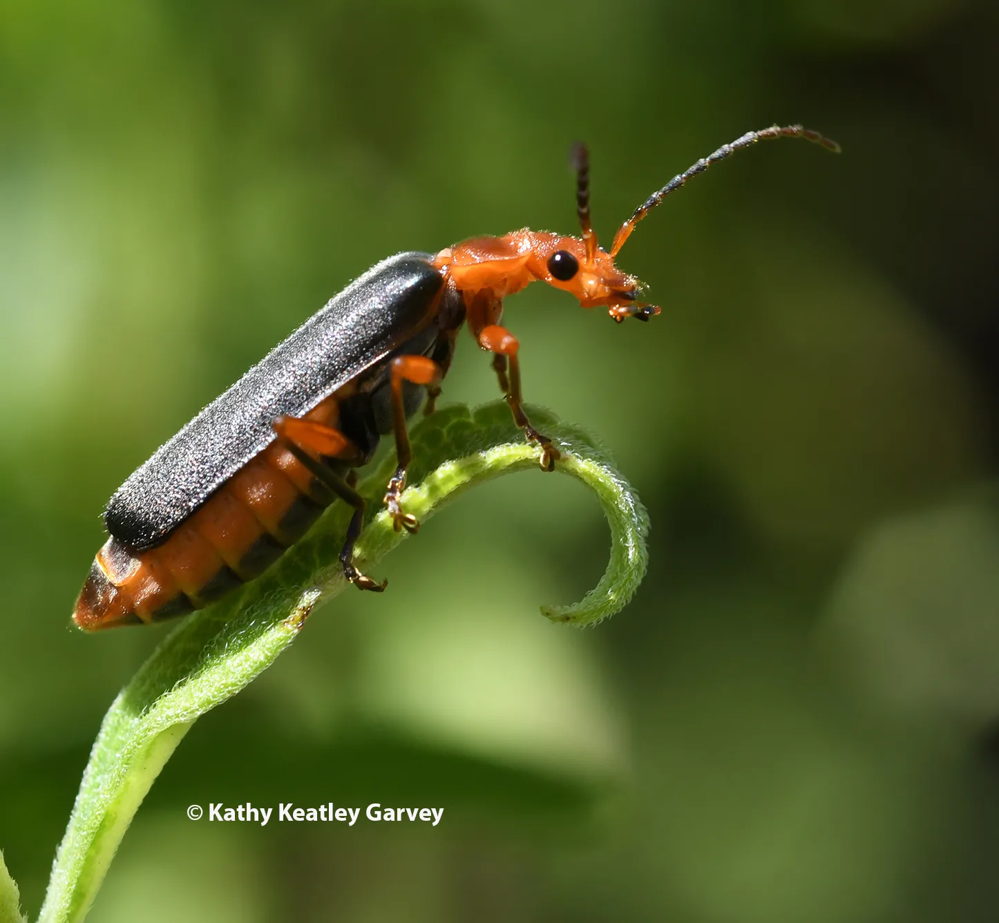 A soldier beetle on the lookout for aphids. (Photo by Kathy Keatley Garvey)