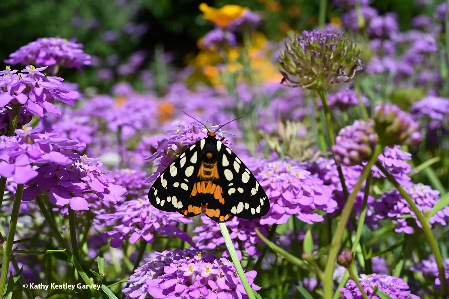 A defense of the Arctia virginalis, the Ranchman's tiger moth, is that it's distasteful, points out Jeff Smith, curator of the Bohart Museum's Lepidoptera collection. The caterpillar of this moth is the wooly bear caterpillar. (Photo by Kathy Keatley Garvey)