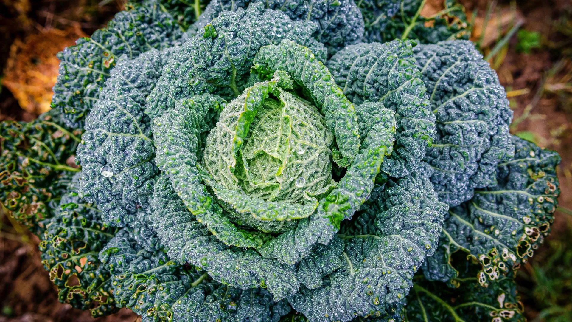 Closeup of a cabbage plant
