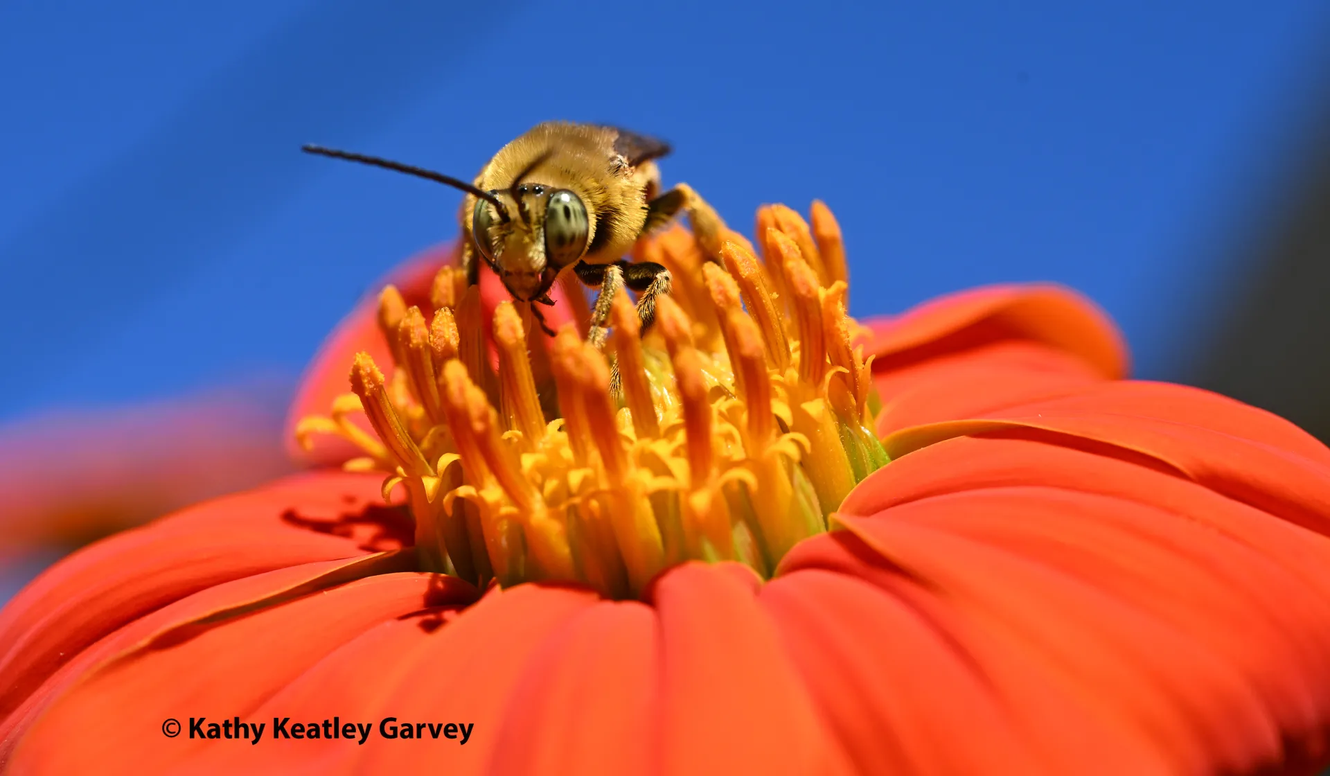 A longhorned bee peers at the photographer. (Photo by Kathy Keatley Garvey)