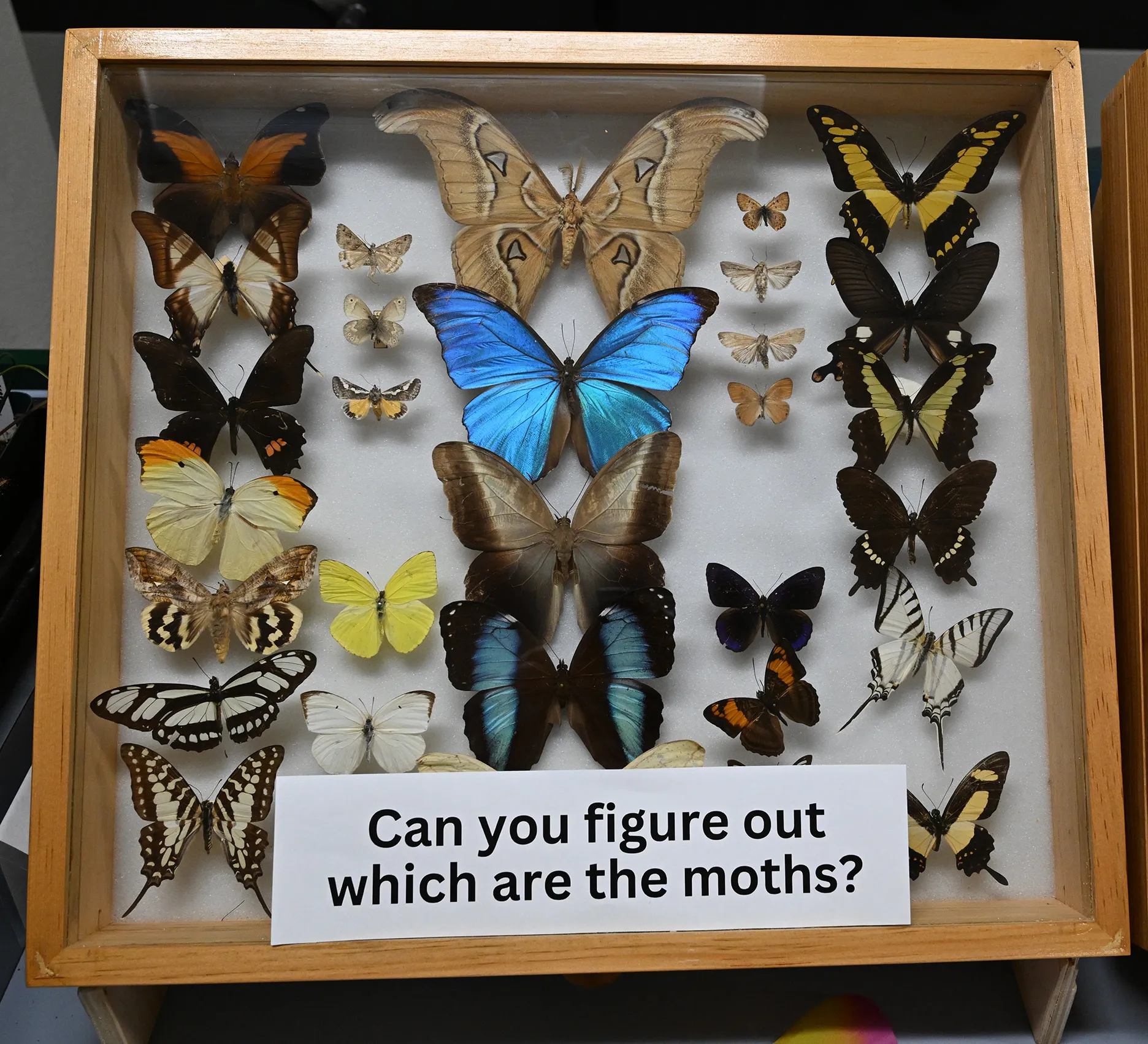 Can you distinguish moths from butterflies? (Photo by Kathy Keatley Garvey)