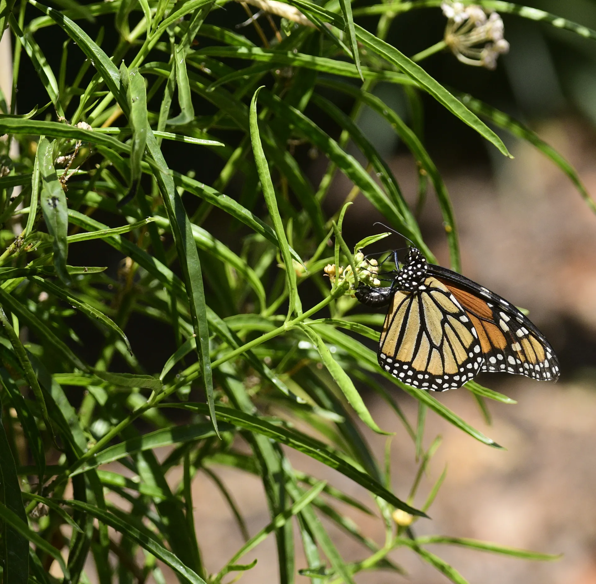 Monarch butterfly laying an egg on narrow-leafed milkweed. (Photo by Kathy Keatley Garvey)