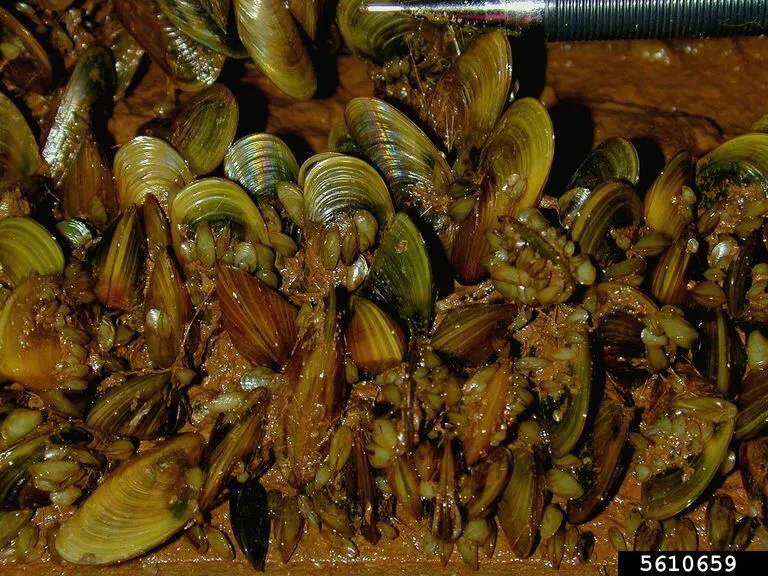 Numerous gold and brown-colored mussels growing close together.