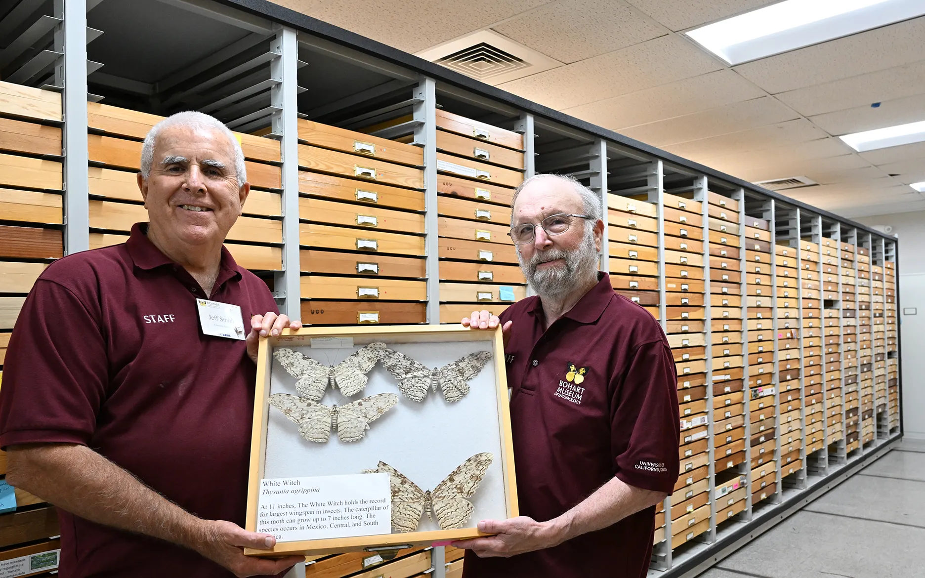 Jeff Smith (left) curator of the Bohart Museum Lepidoptera Collection, and Bohart research associate John "Moth Man" De Benedictus with White Witch moth specimens.. (Photo by Kathy Keatley Garvey)