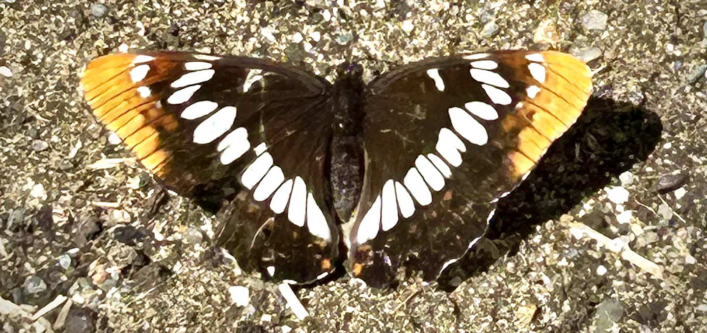 Lorquin's admiral spotted in Fairfield. (Photo by Marilyn Sexton)