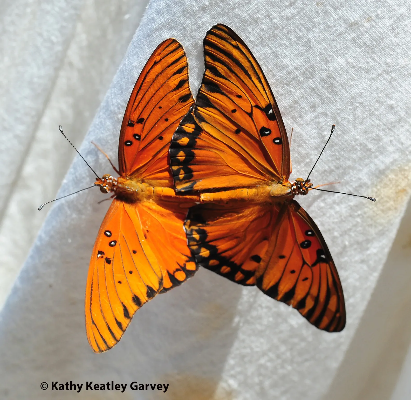 Gulf Fritillaries keeping busy. (Photo by Kathy Keatley Garvey)