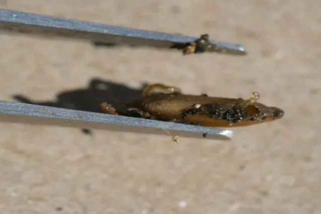midge popping out of a consumed rice kernel