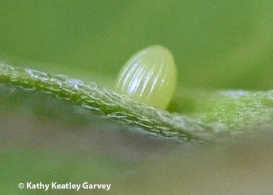 Close-up of one of the monarch eggs. (Photo by Kathy Keatley Garvey)