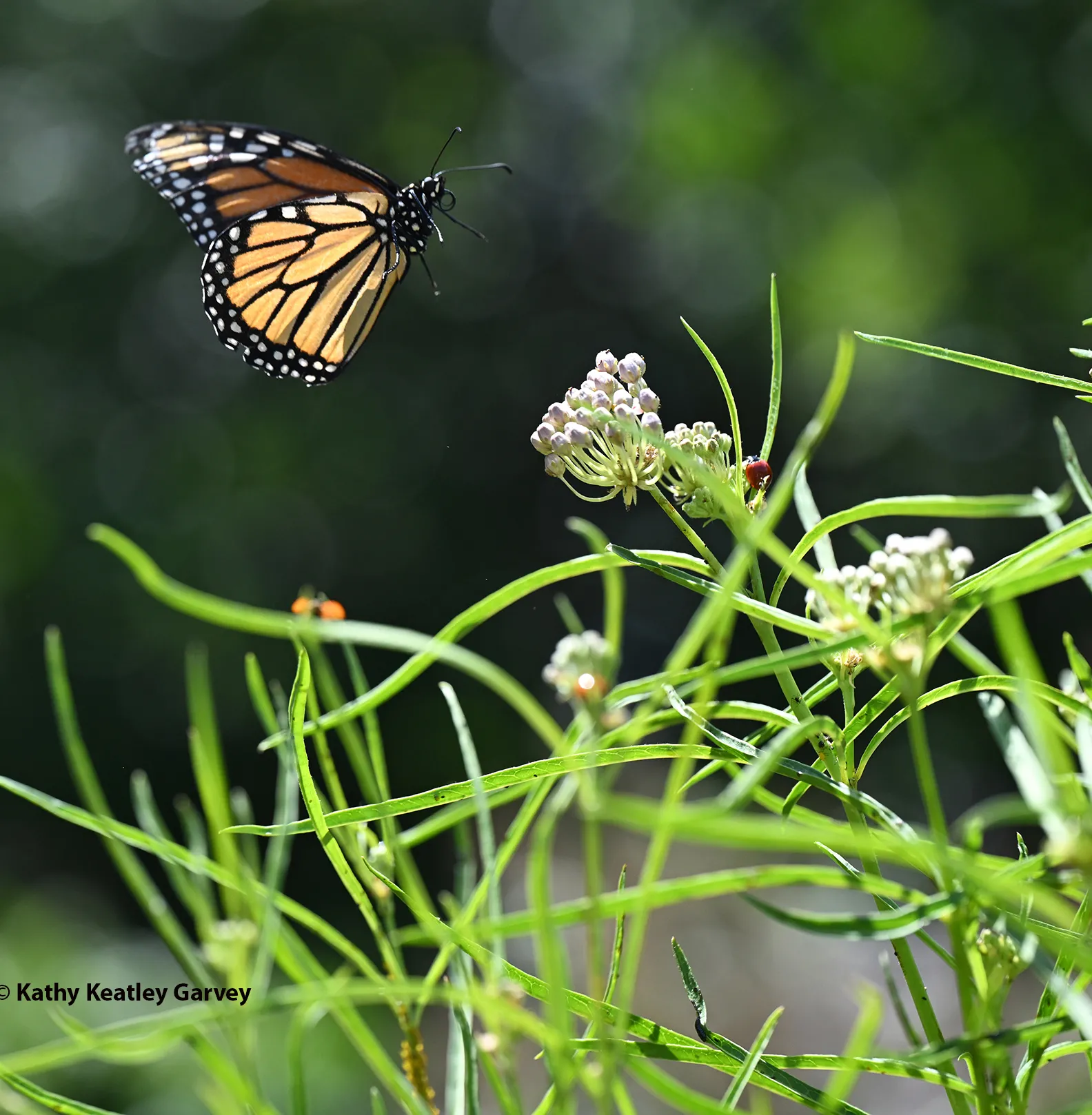 Monarch in flight over narrow-leafed milkweed, Asclepias fascicularis. (Photo by Kathy Keatley Garvey)