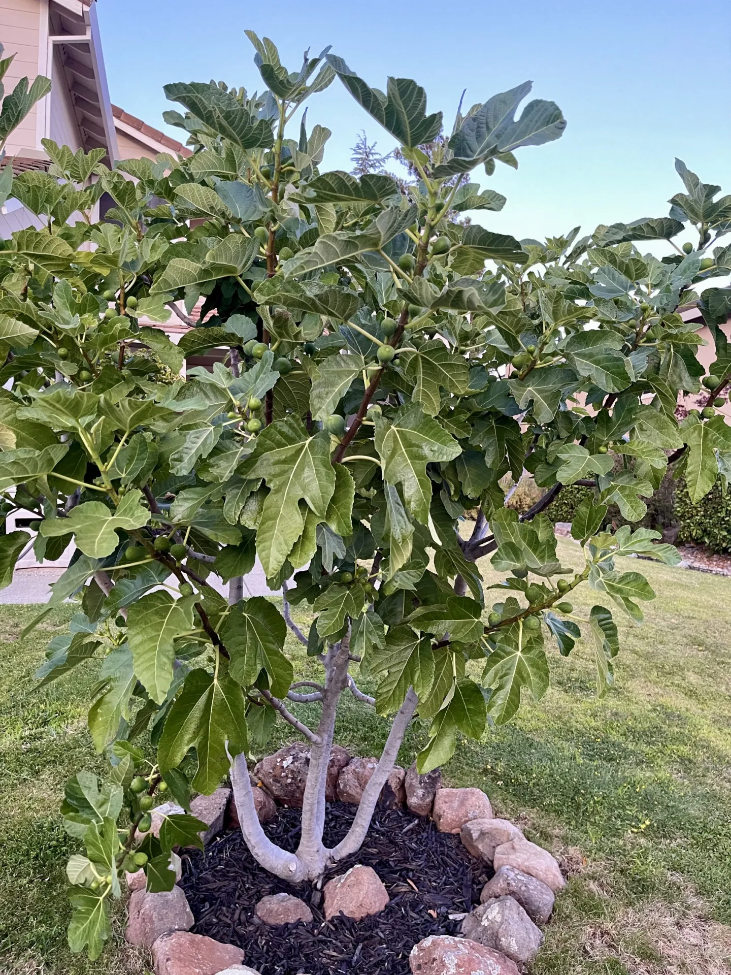 multibranched fig tree surrounded by rocks at the base