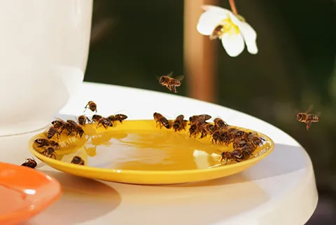 Pollinator watering dish