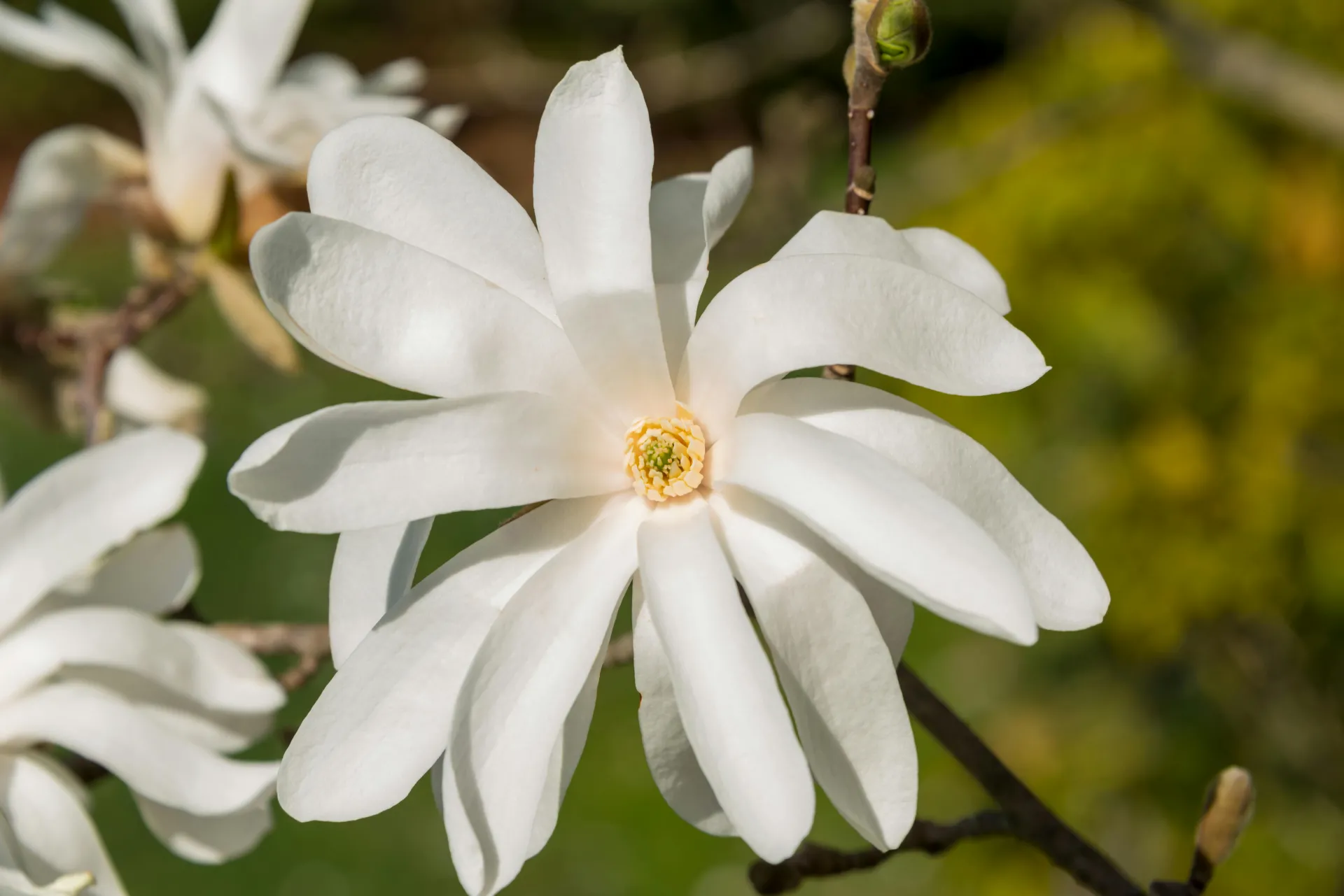 white star magnolia flower