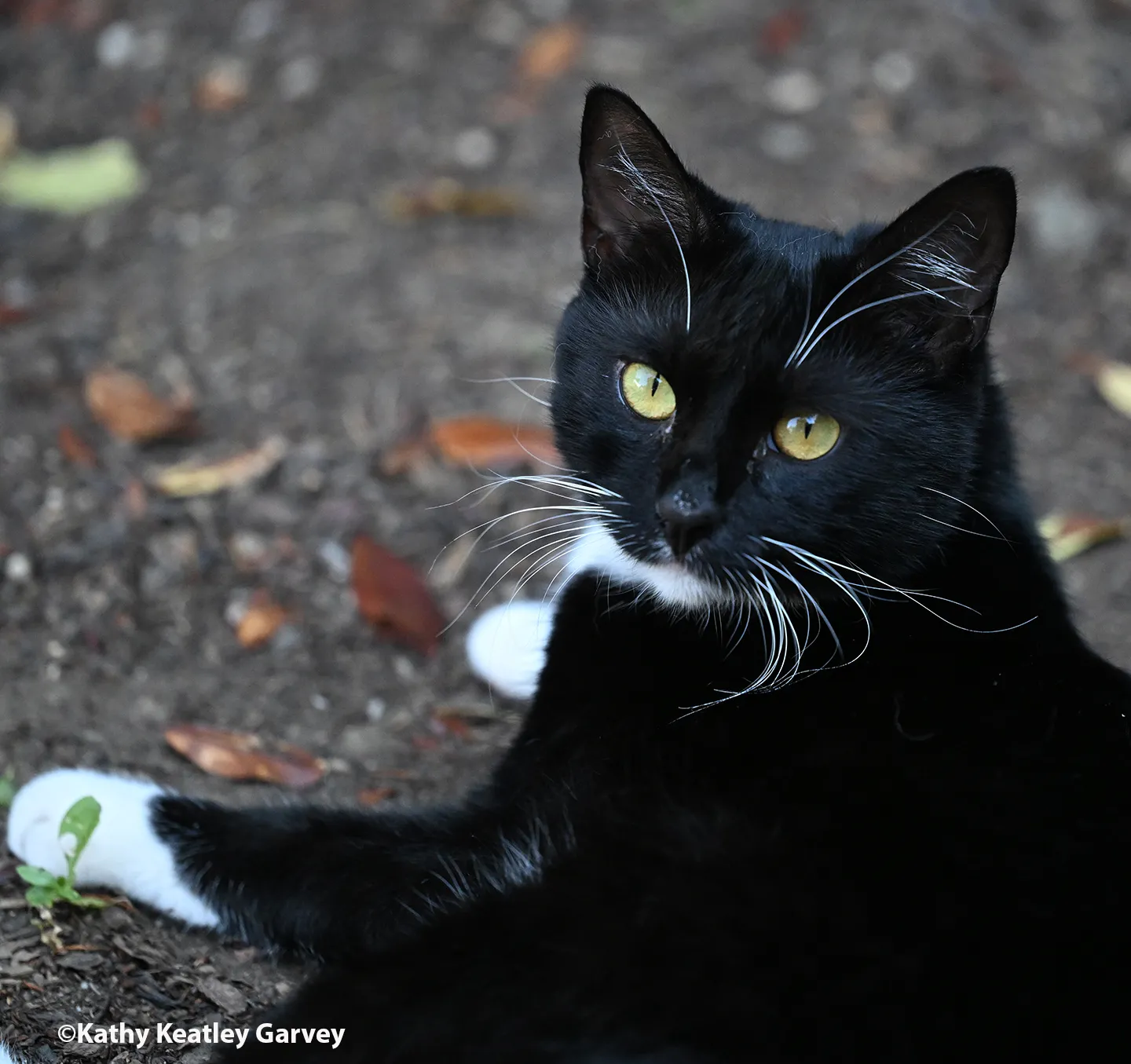 Who me? Sarah Sylvia Cynthia Stout. (Photo by Kathy Keatley Garvey)