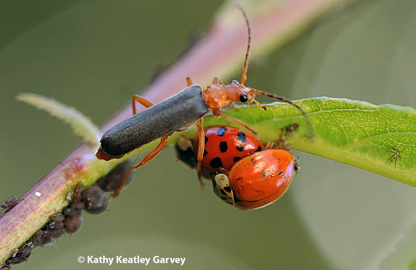 Soldier beetle eyeing a mated pair of lady beetles. (Photo by Kathy Keatley Garvey)