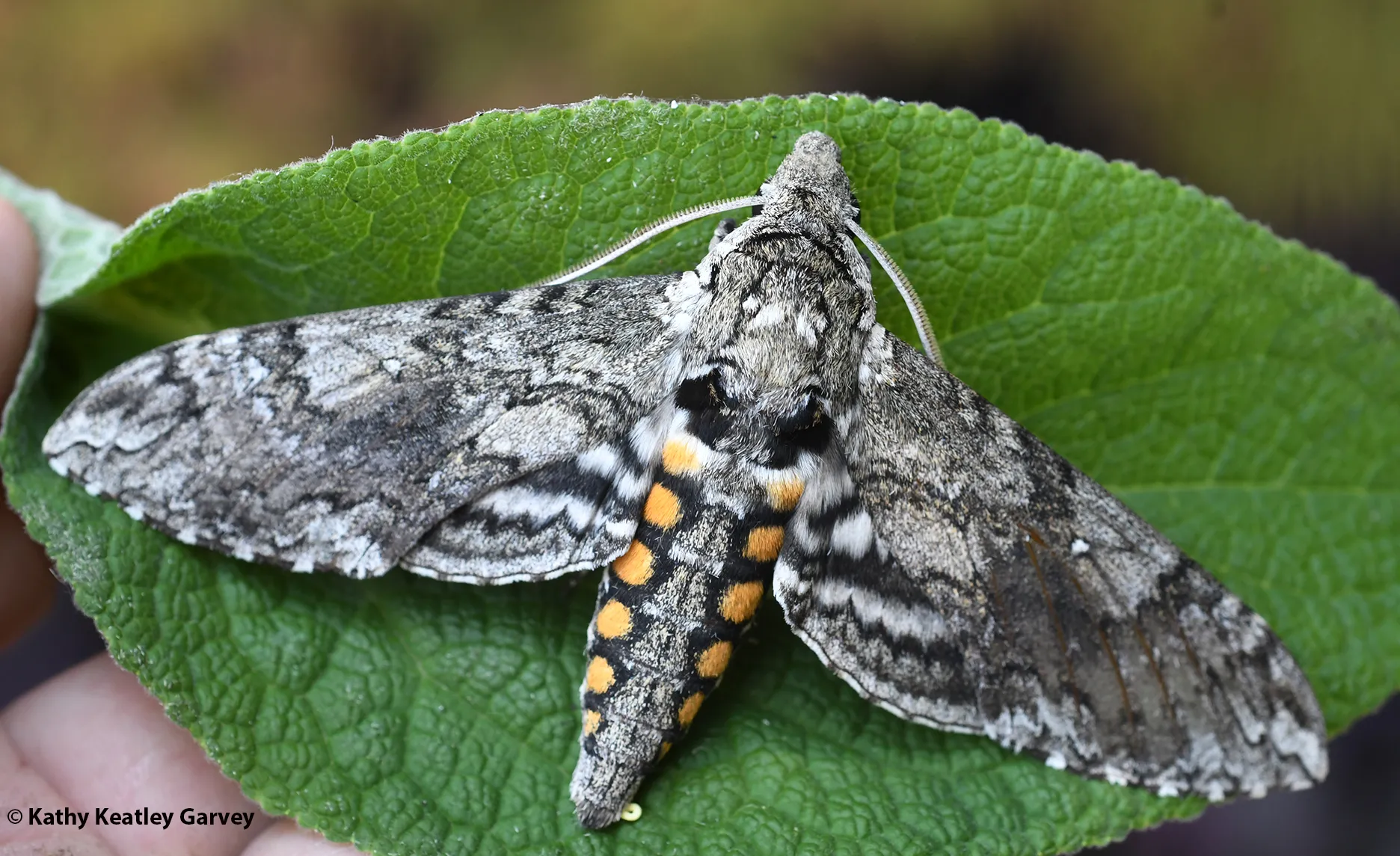 Carolina sphinx moth, Manduca sexta. (Photo by Kathy Keatley Garvey)