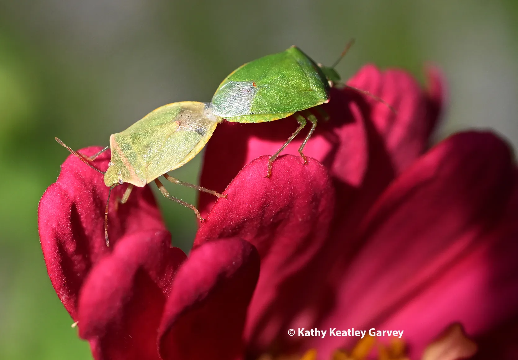 Stink bugs "getting acquainted" on a zinnia. (Photo by Kathy Keatley Garvey)