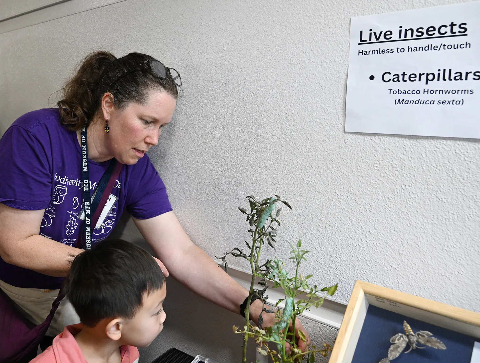 Tabatha Yang, the Bohart Museum's education and outreach coordinator, checks on the tobacco hornworms ready for handling. (Photo by Kathy Keatley Garvey)