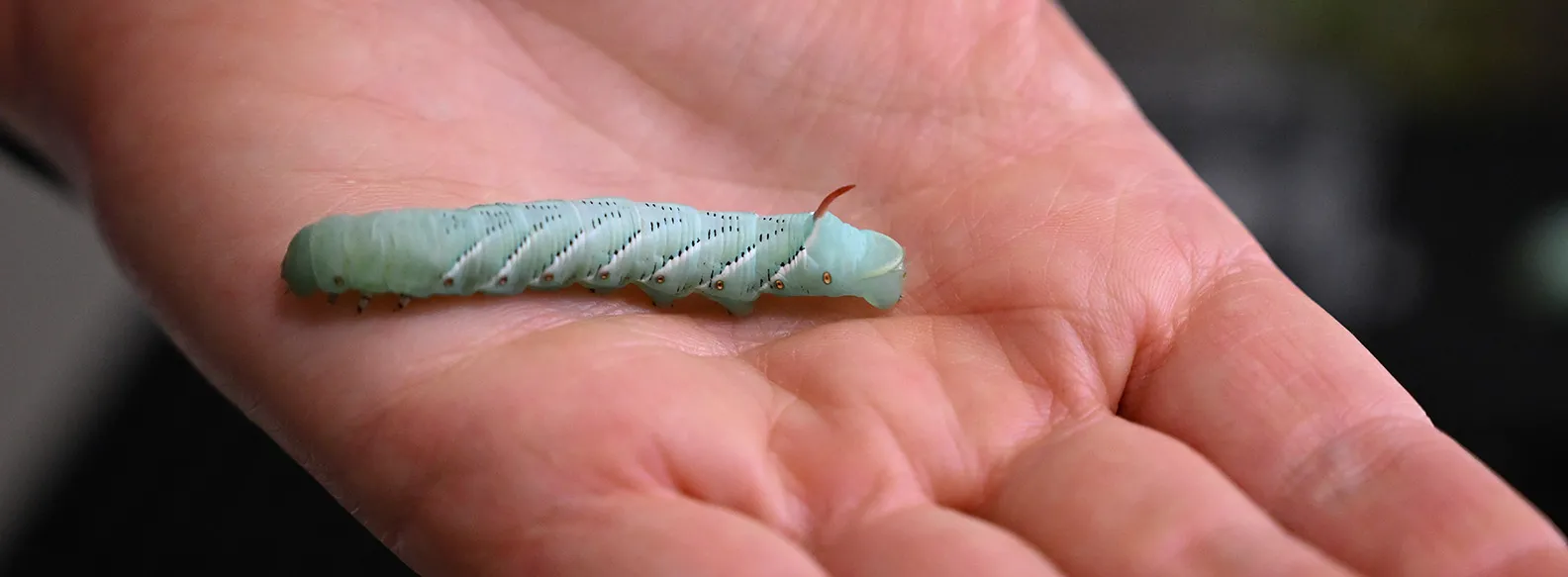 The "horn" on the tobacco hornworm is red, a distinguishing feature from the tomato hornworm. (Photo by Kathy Keatley Garvey)