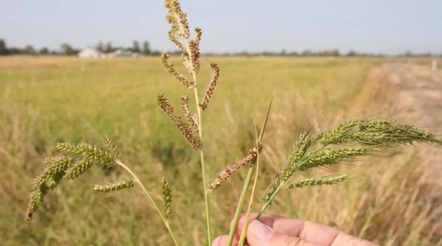 Late watergrass (Left), barnyardgrass (Center), and early watergrass (Right)