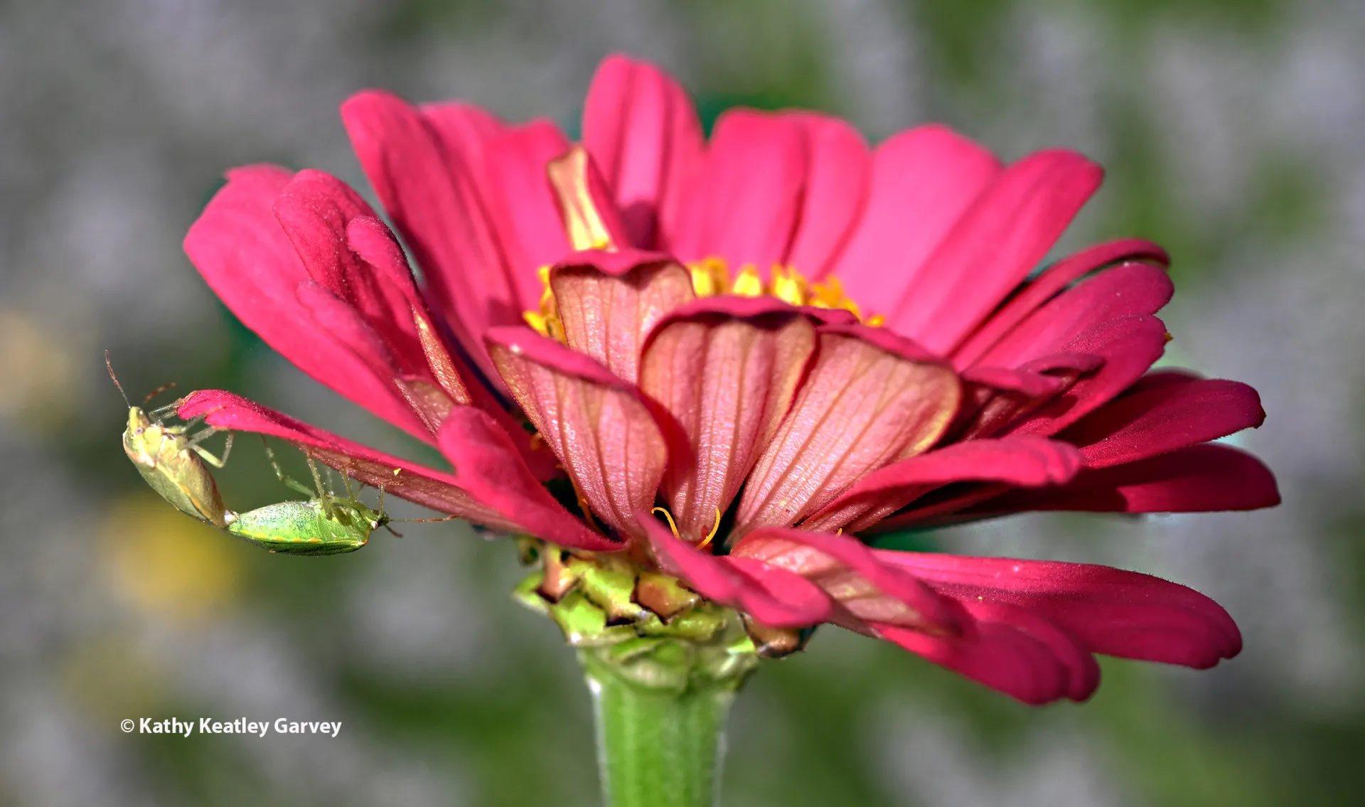Stink bugs on a zinnia. (Photo by Kathy Keatley Garvey)