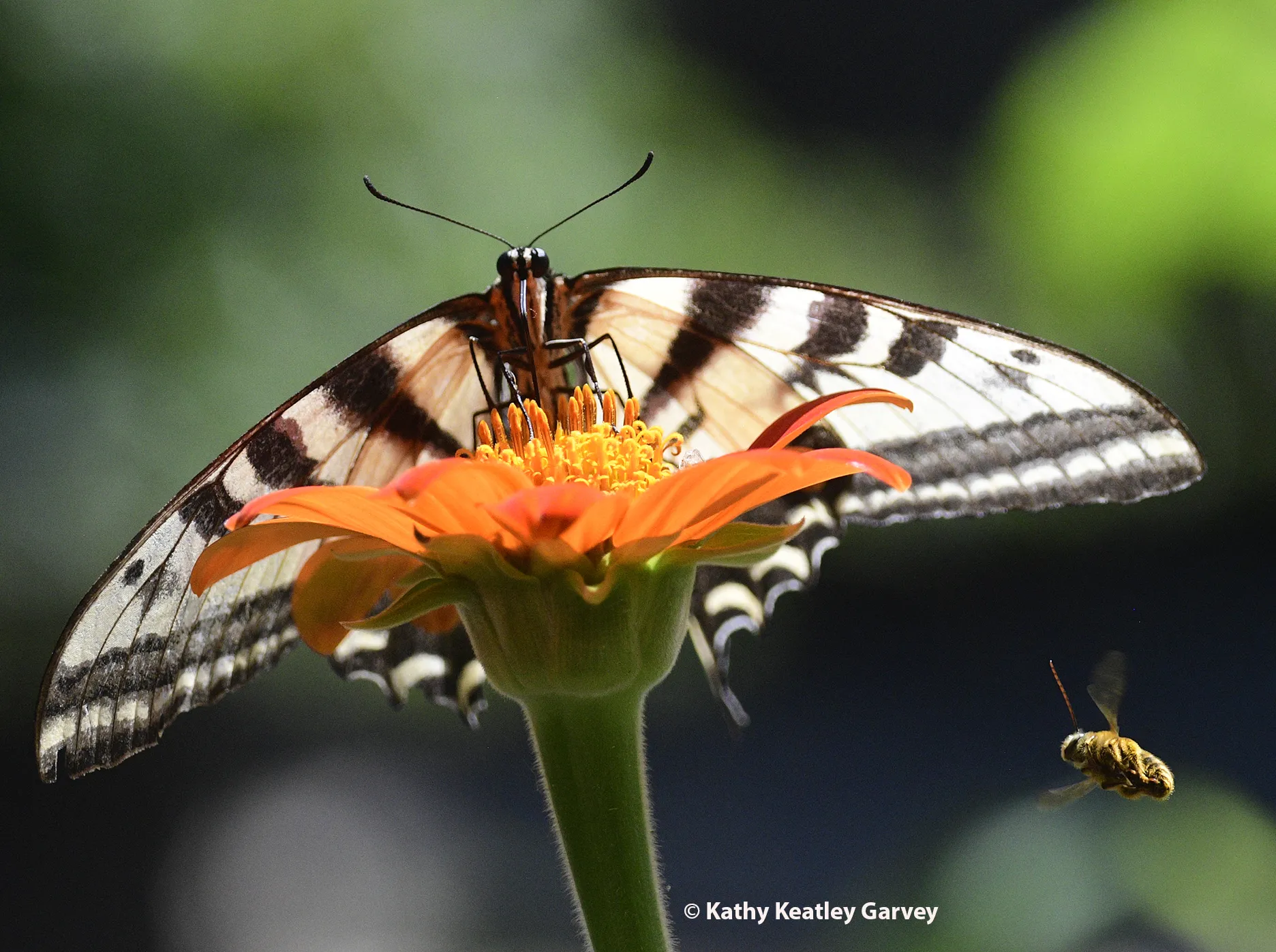 A territorial male longhorned bee targets the Western tiger swallowtail. (Photo by Kathy Keatley Garvey)