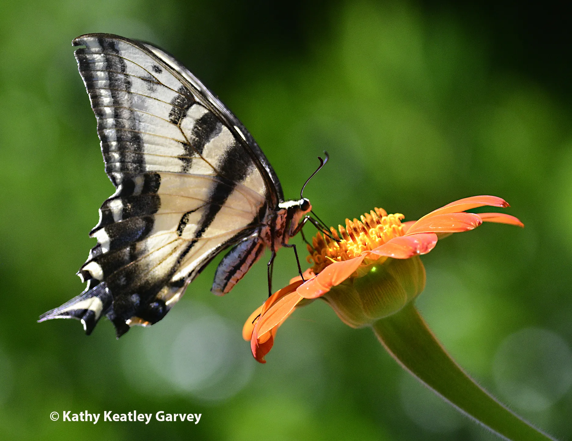 A Western tiger swallowtail nectaring on a Mexican sunflower, Tithonia rotundifola, in a Vacaville garden. (Photo by Kathy Keatley Garvey)