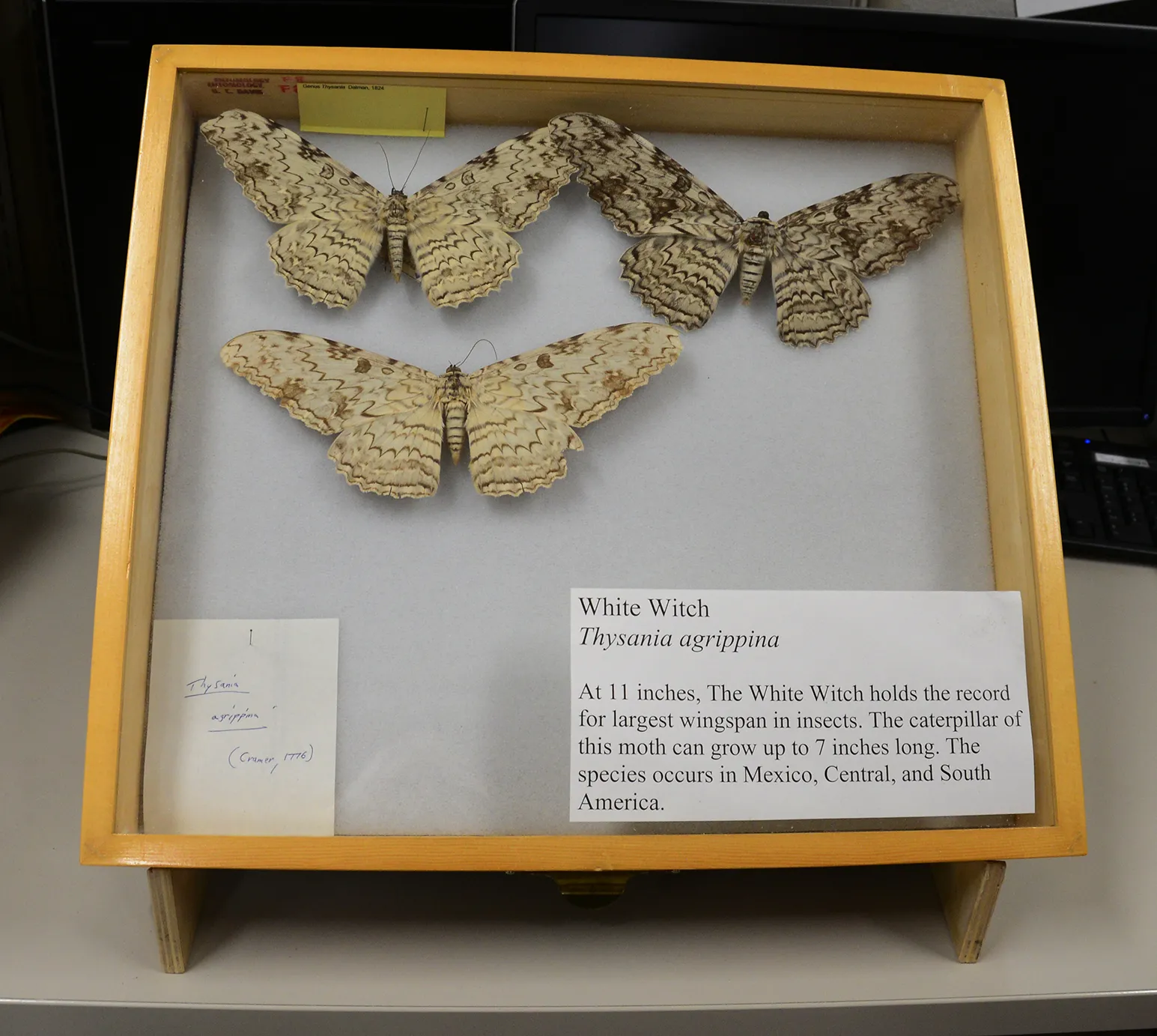 White Witch specimens at the Bohart Museum of Entomology. (Photo by Kathy Keatley Garvey)