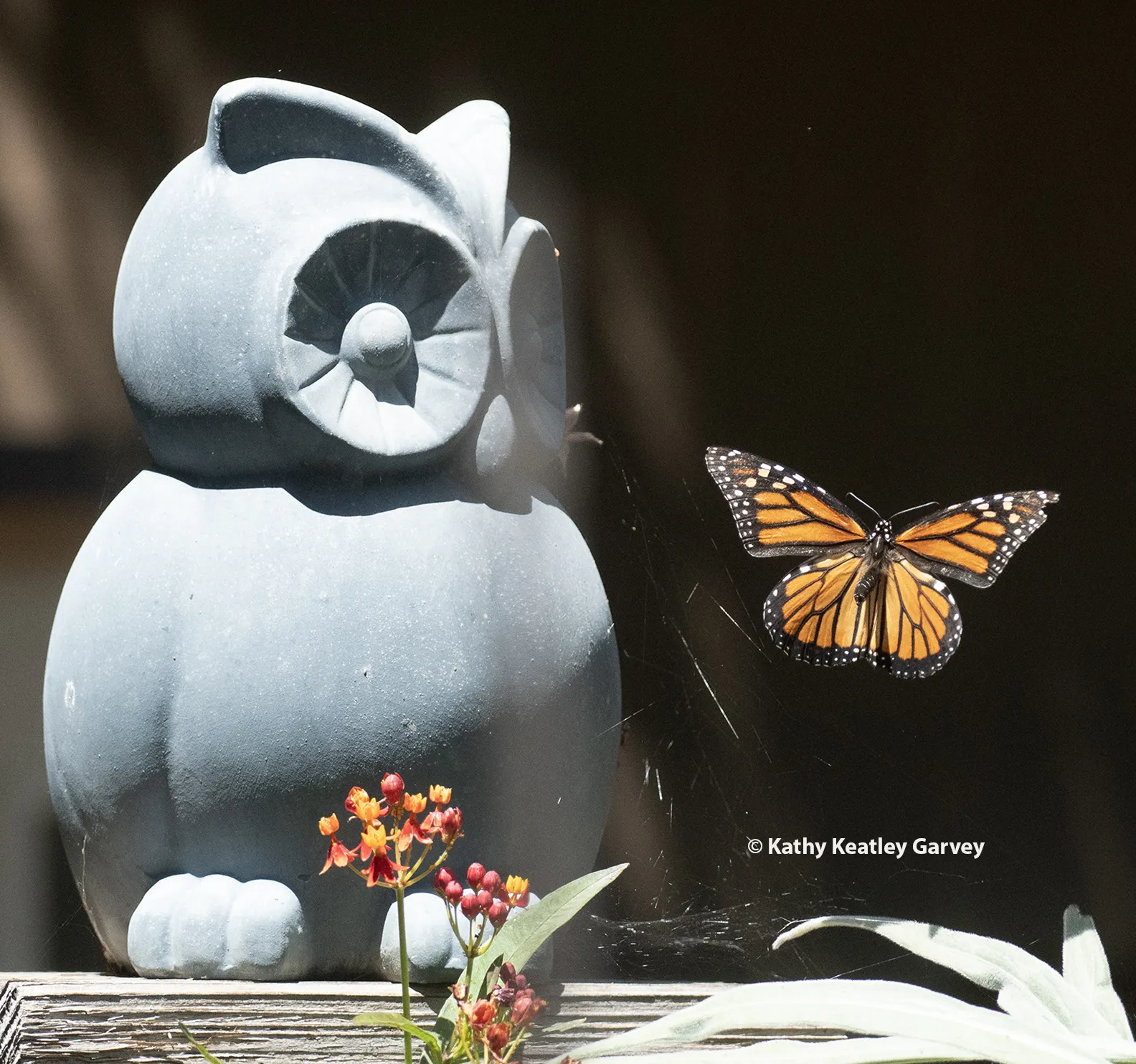A wise old owl in a Vacaville garden appears to be watching a monarch in flight. (Photo by Kathy Keatley Garvey)
