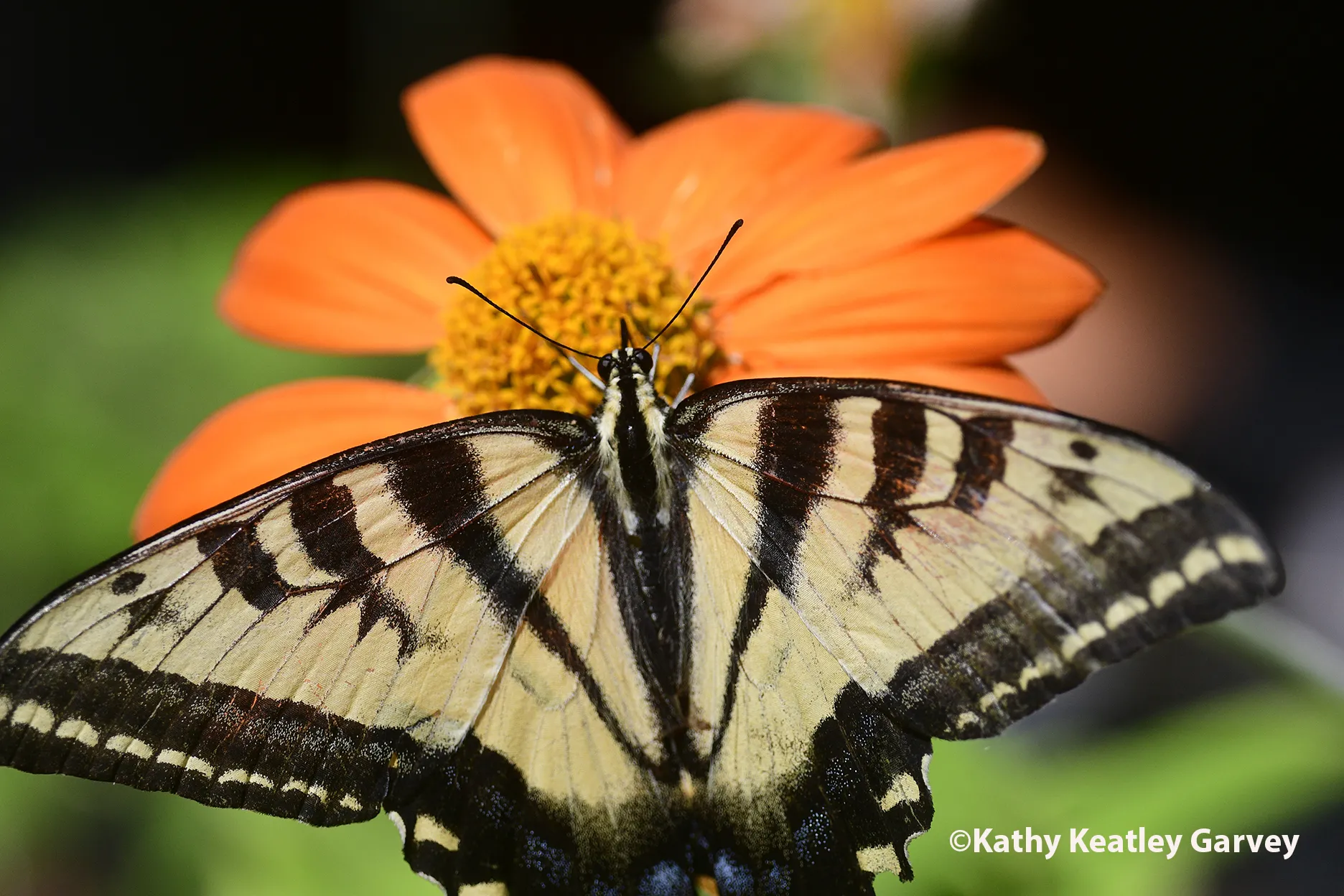 Western tiger swallowtail spreads its wings. (Photo by Kathy Keatley Garvey)