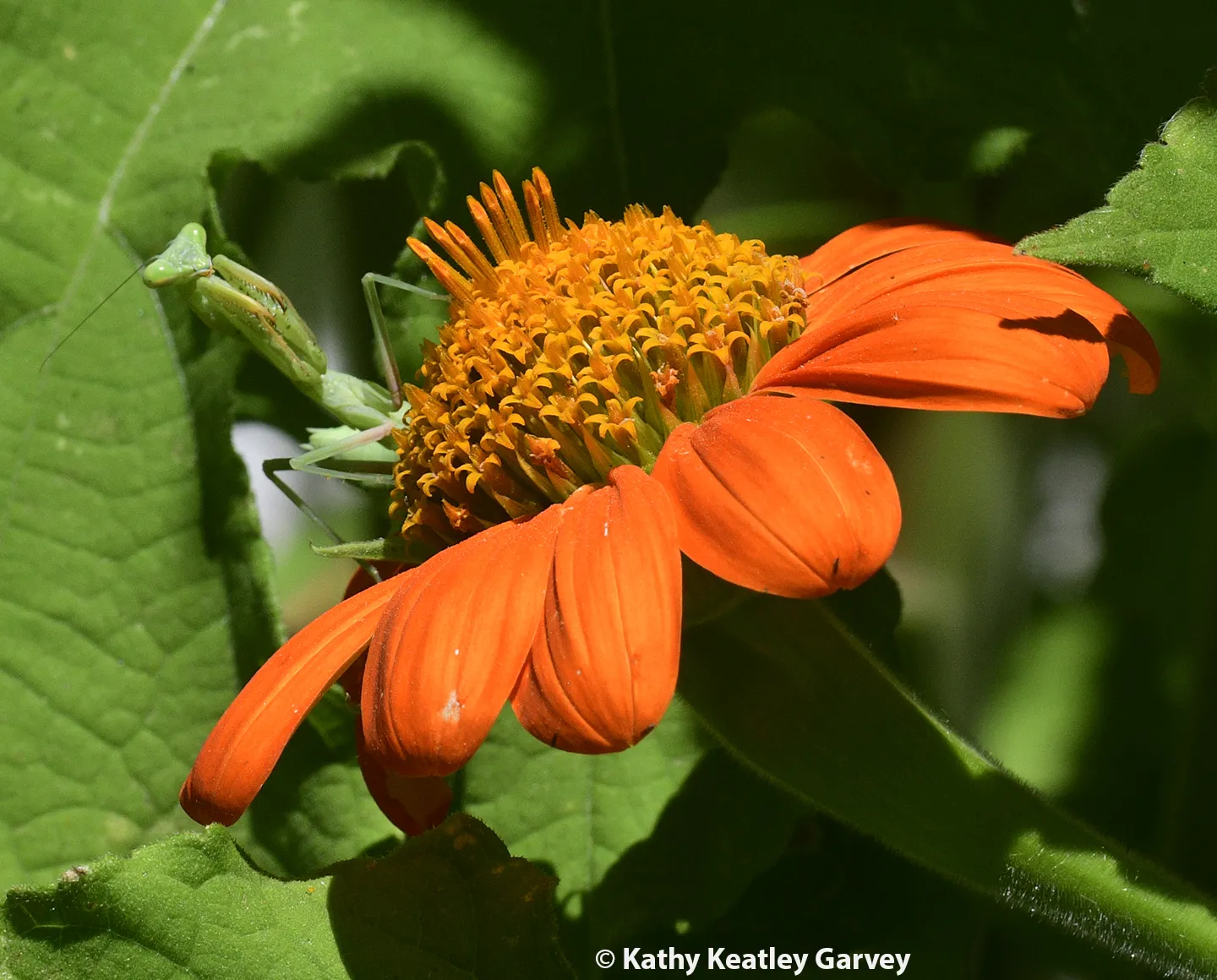 A female praying mantis, Stagmomantis limbata, peers over a Tithonia blossom. (Photo by Kathy Keatley Garvey)