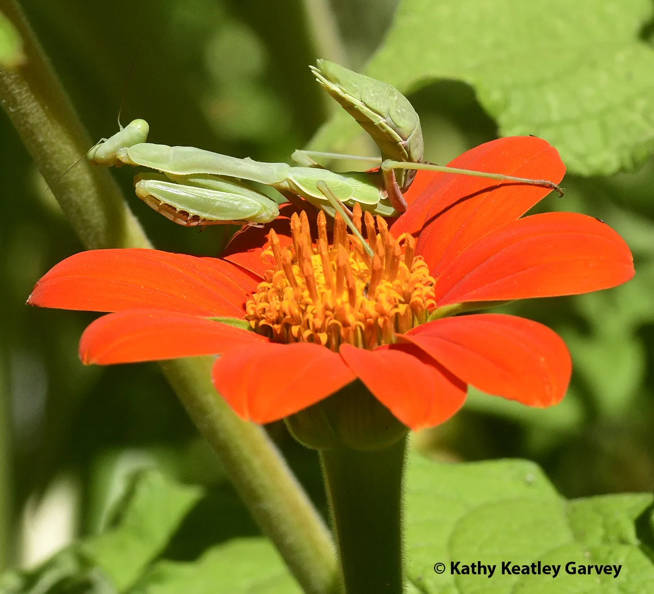 A praying mantis, Stagmomantis limbata, settled on a Mexican sunflower but looking sideways. (Photo by Kathy Keatley Garvey)looking sideways o