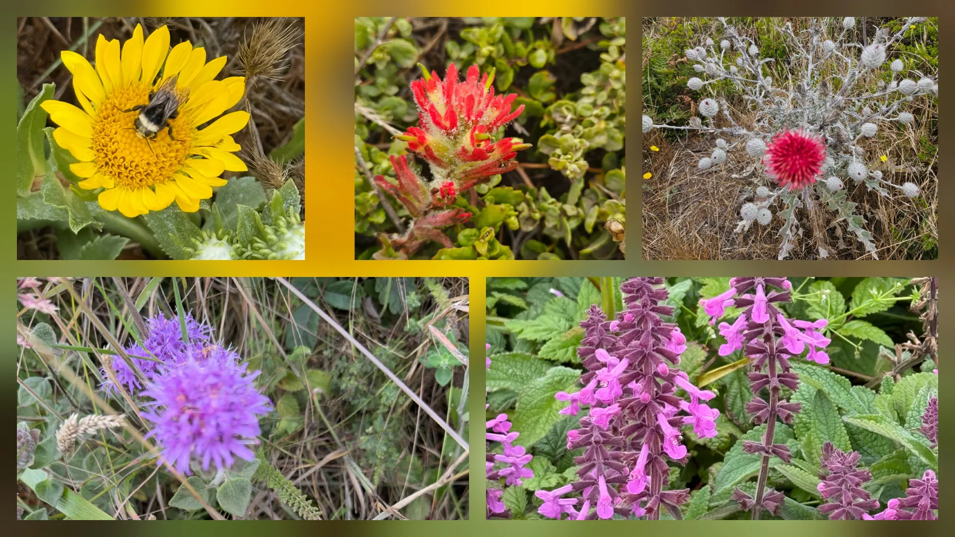a photo array of multiple flowers