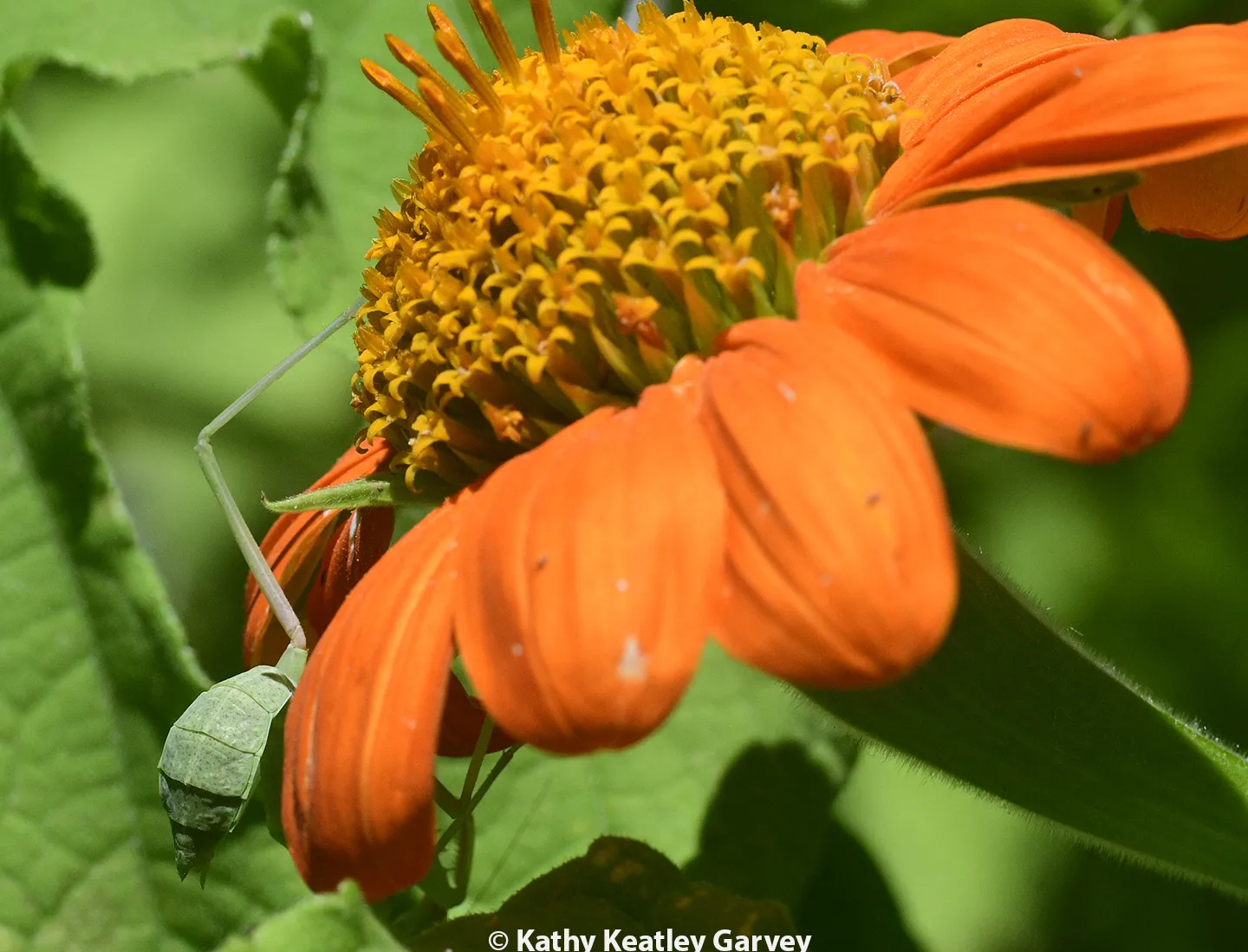 The praying mantis, Stagmomantis limbata, slips under the blossom. (Photo by Kathy Keatley Garvey)