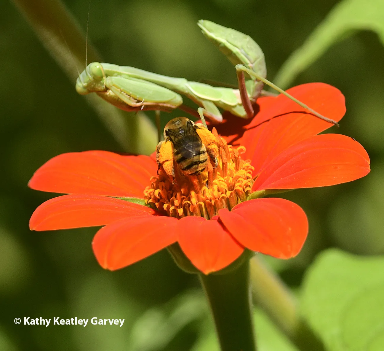 A longhorned bee touches down next to the mantis. (Photo by Kathy Keatley Garvey)