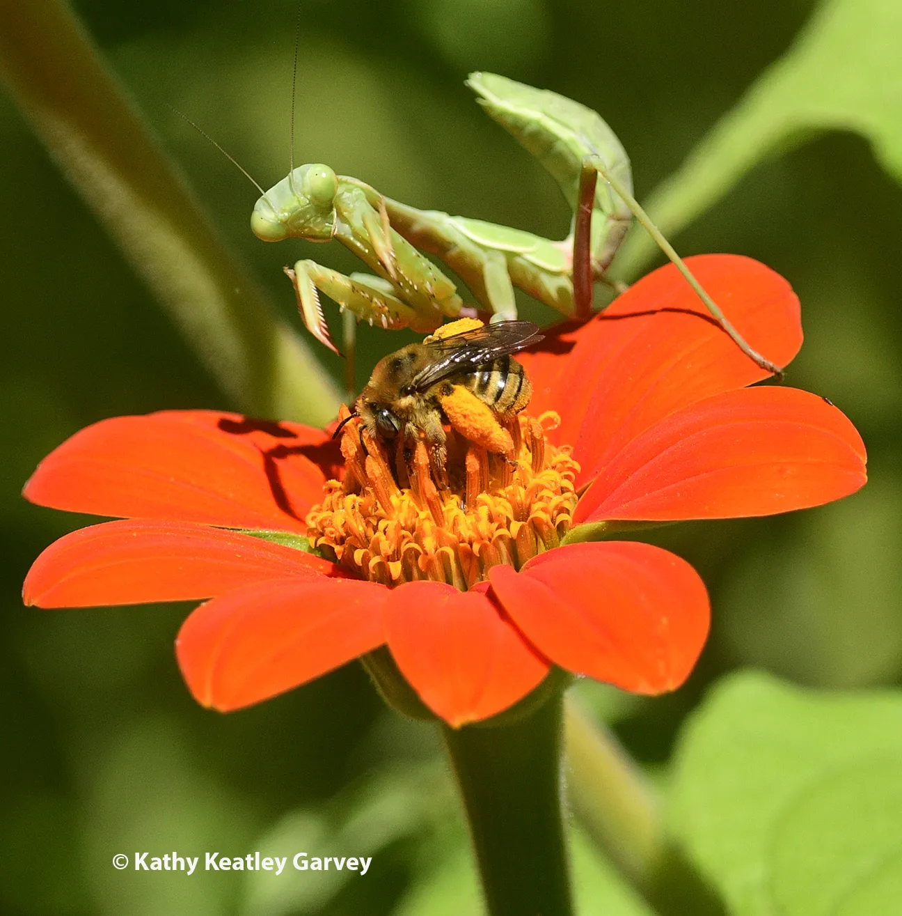 The mantis pounces on the bee. (Photo by Kathy Keatley Garvey)