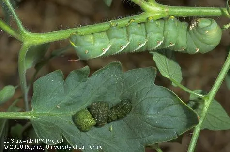 Photo of a hornworm on a plant.