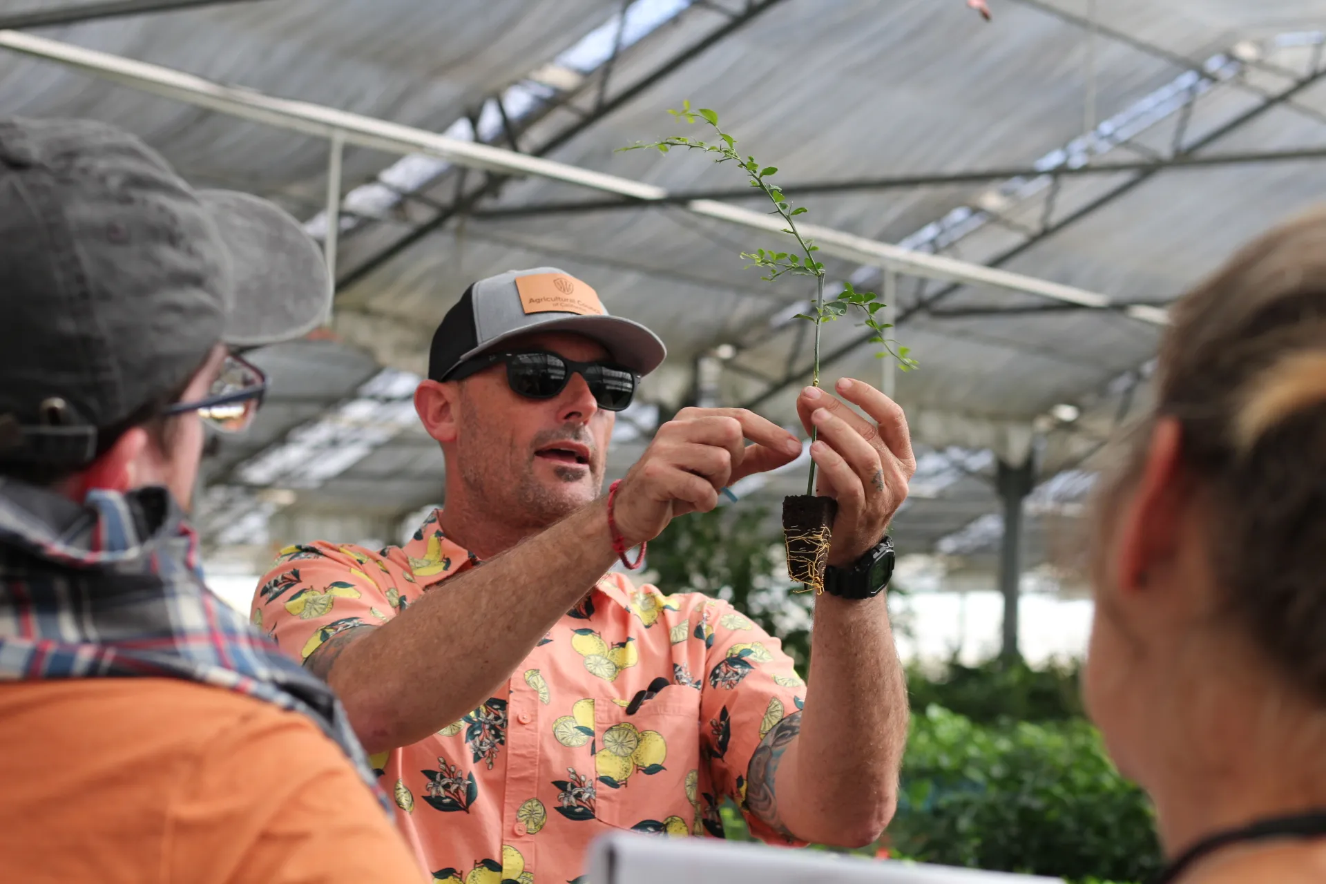 A person holds up a small plant with roots.