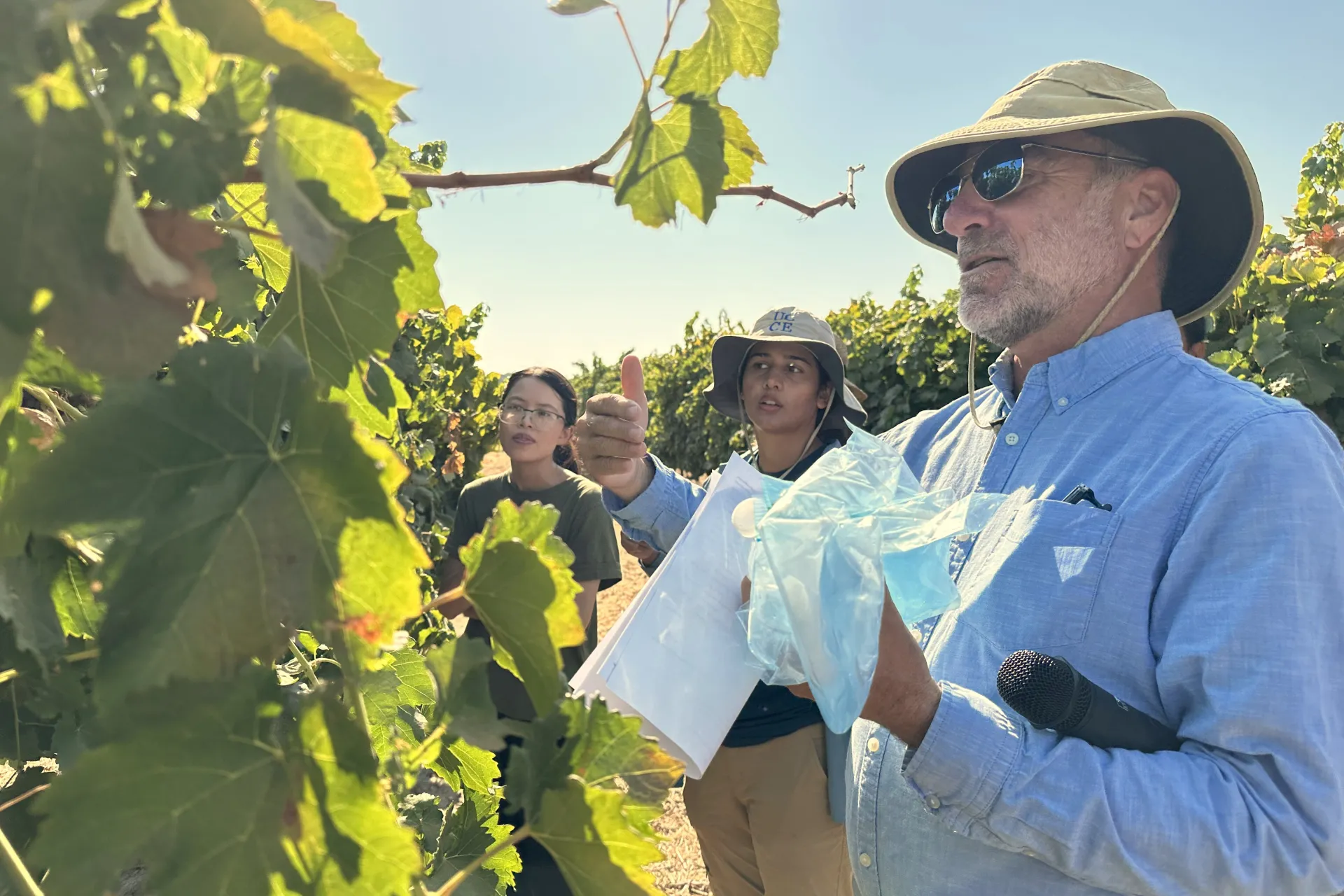 Matthew Fidelibus points out the Sunpreme raisin grape variety in a vineyard at Kearney REC