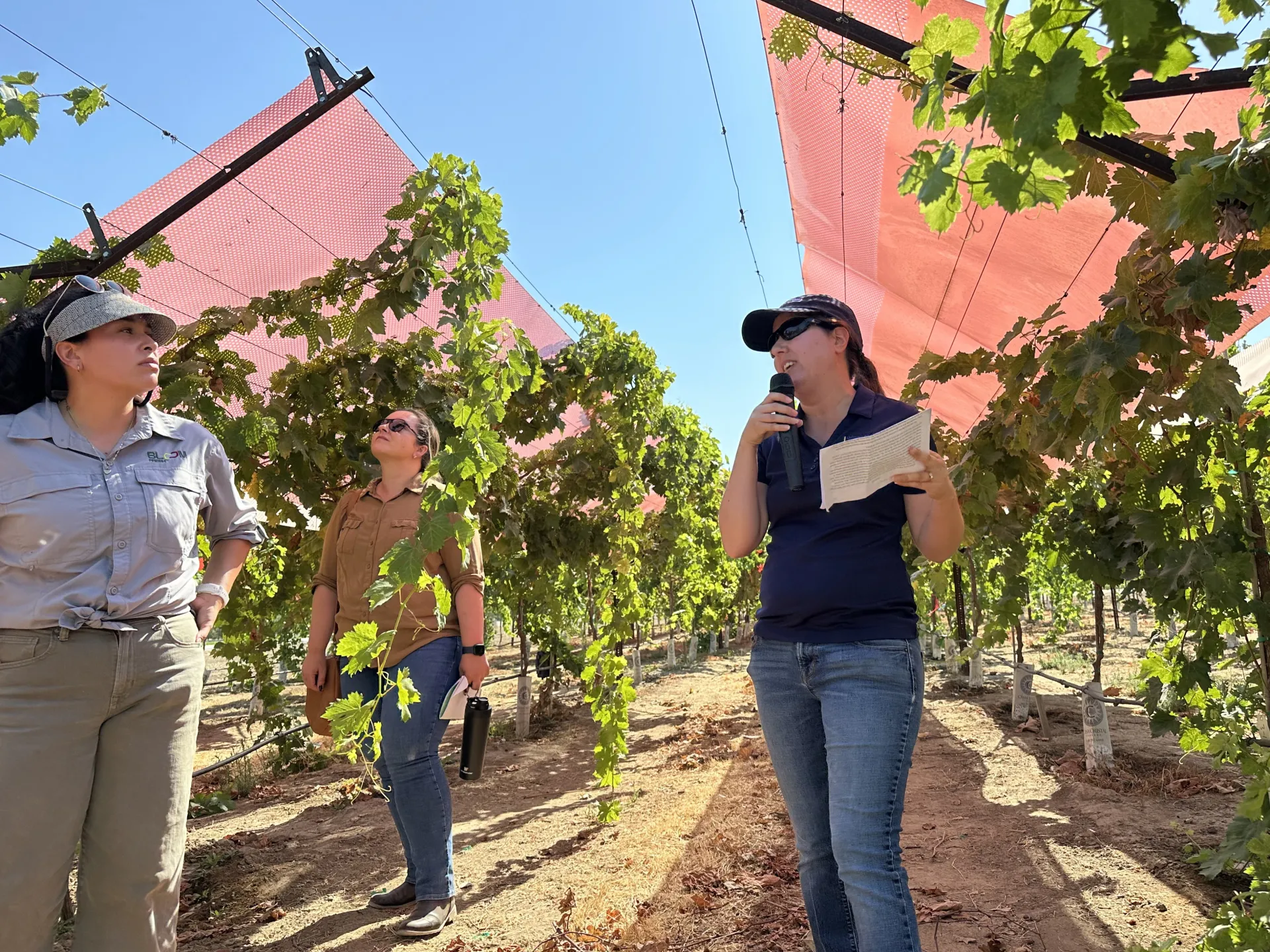 Joy Hollingsworth holds a microphone and stands in a vineyard discussing her research on the red-colored panels attached to the trellises 