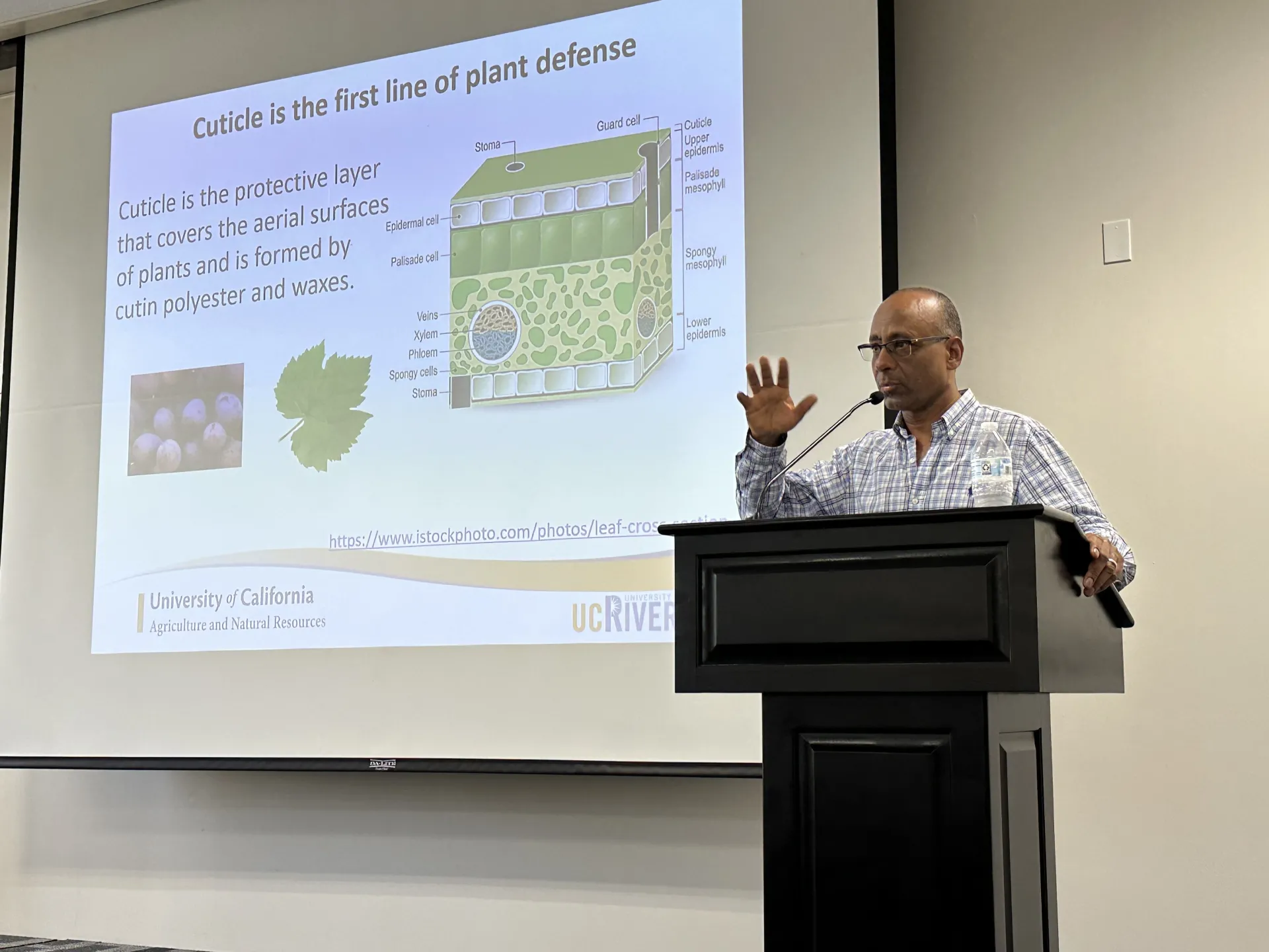 Ashraf El-kereamy makes a point about the cuticle layer of grape vines