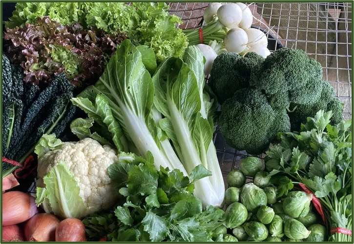 Winter harvested vegetables