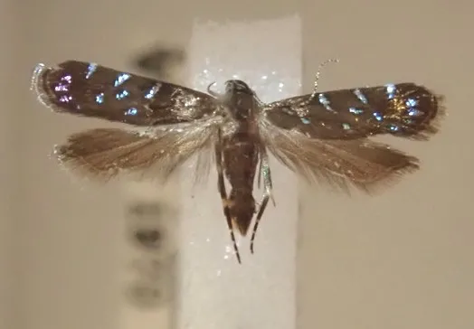 The Bling Moth. (Curated and photographed by Jeff Smith)