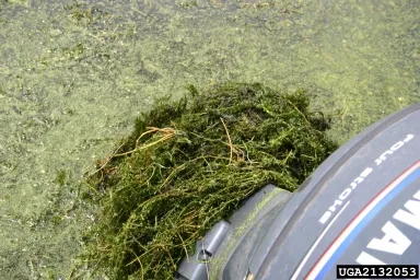 An outboard boat motor with the propeller partially submerged in water, wrapped tightly with several long strands of green plant material.