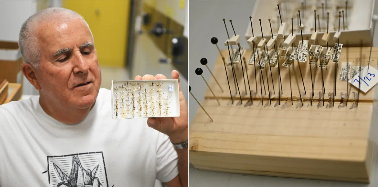 Jeff Smith, his tiny moths, and his spreading board. (Photos by Kathy Keatley Garvey)