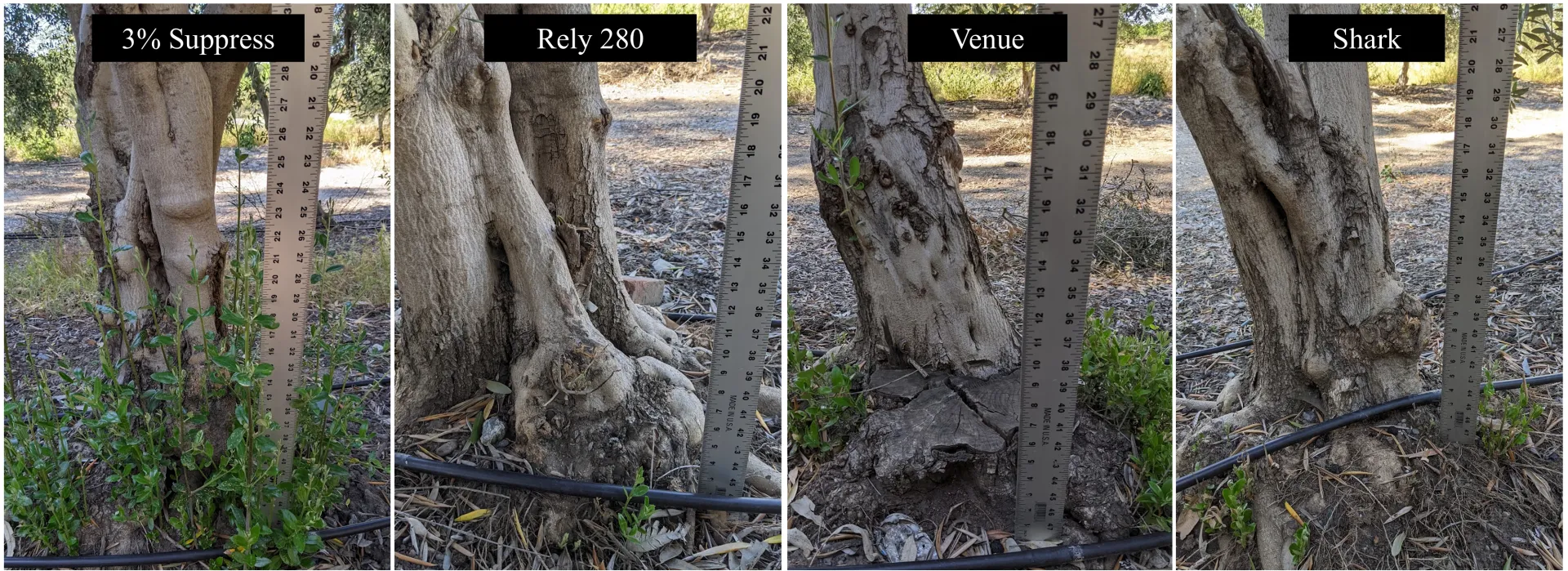 Sucker management in the spring