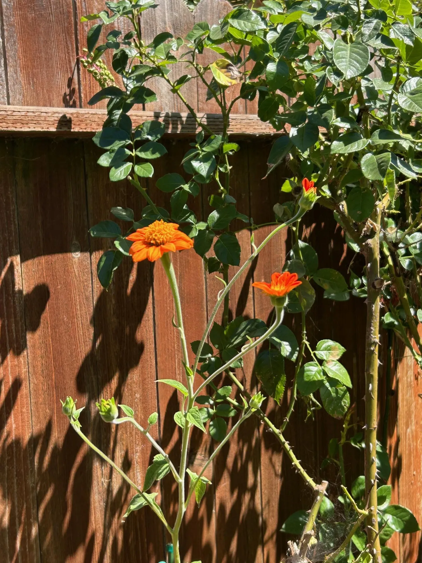orange flowers of the tithonia plant