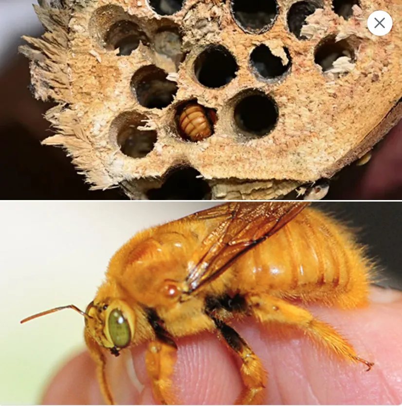 Valley carpenter bee nest and male Valley carpenter bee. (Photos by Kathy Keatley Garvey)