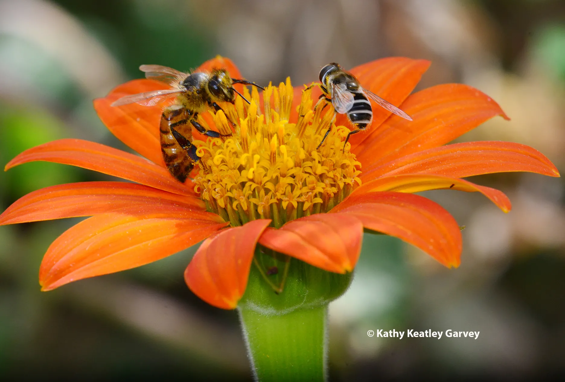 A honey bee and a hover fly, aka syprhid, sharing a Mexican sunflower, Tithonia rotundifola. (Photo by Kathy Keatley Garvey)