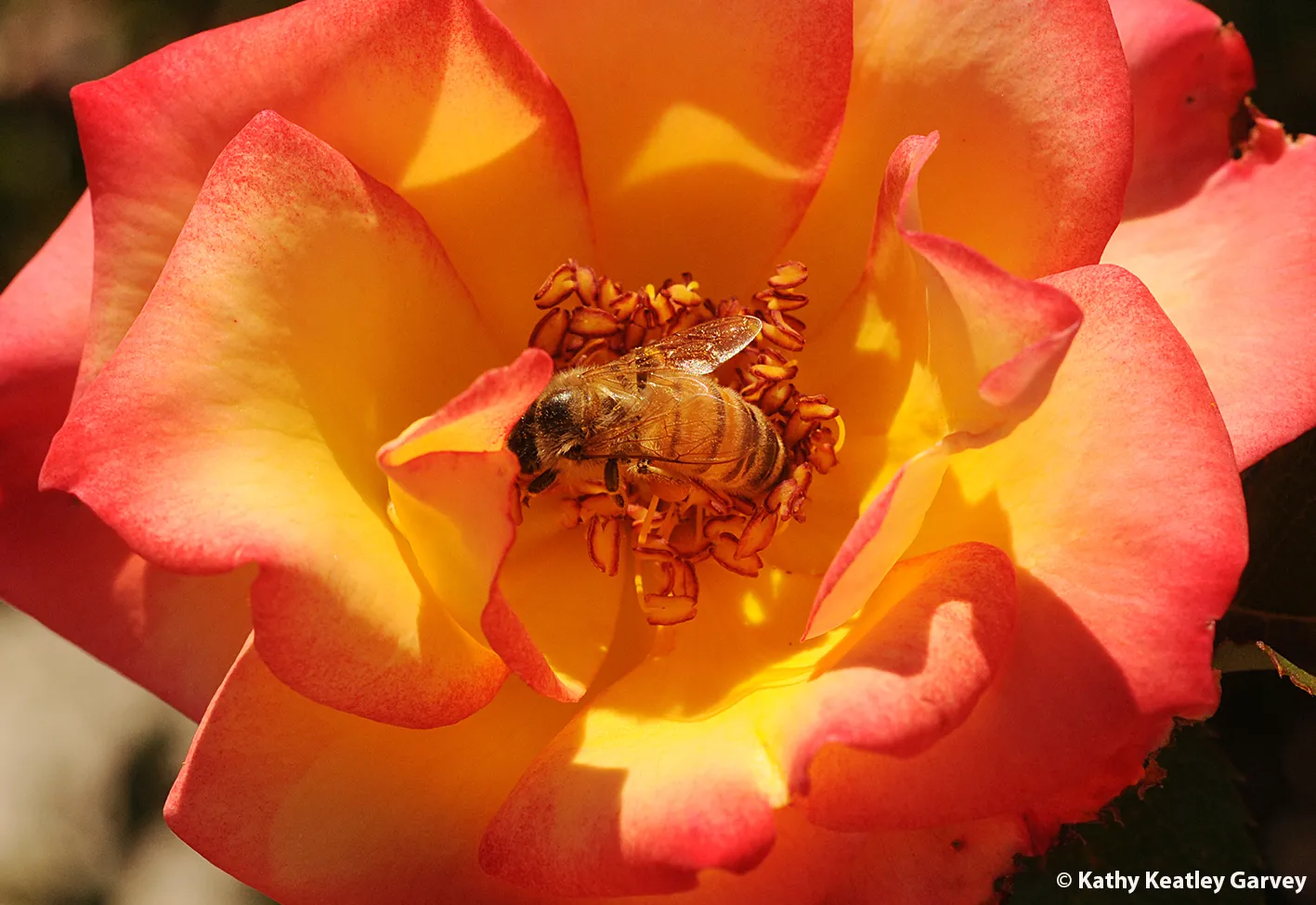 Bee on a red rose. This isn't the bee that Addison rescued from the swimming pool, but it's a replica. (Photo by Kathy Keatley Garvey)